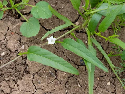 Ipomoea lonchophylla