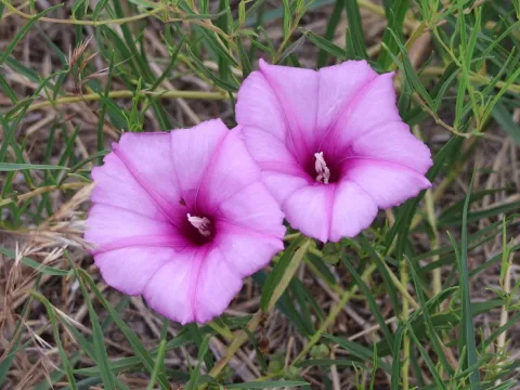 Bush morning glory