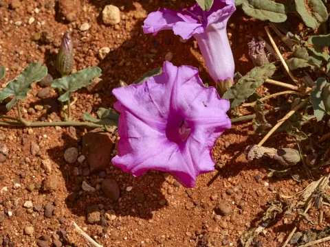 Mueller's morning glory