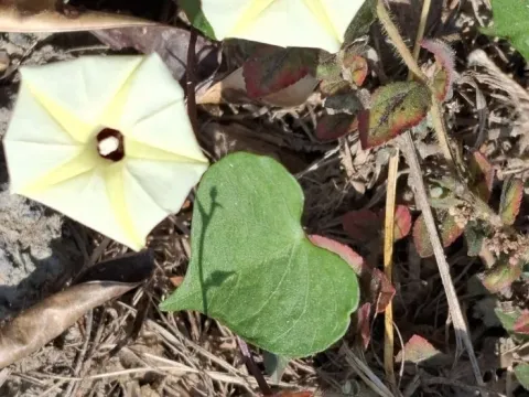 Ipomoea obscura