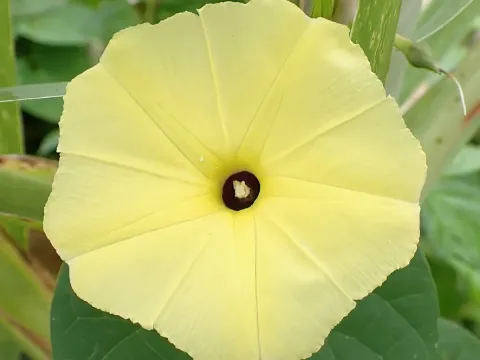 Ochre Morning Glory