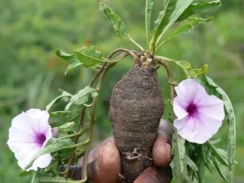 Ipomoea oenotherae