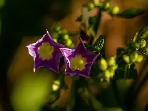 Ipomoea parasitica