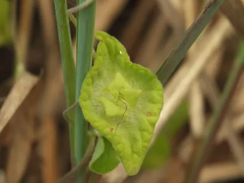 Ipomoea pileata