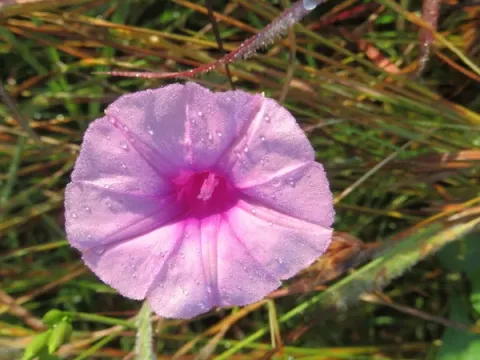 Ipomoea papilio