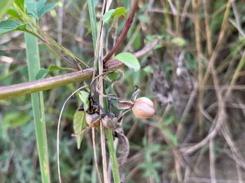 Ipomoea quinata