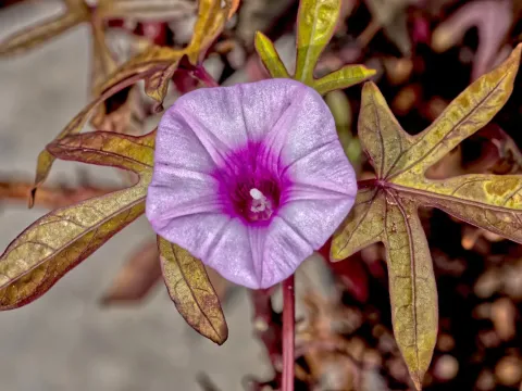 Ipomoea rubrifolia