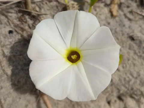 Beach morning glory