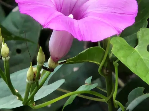 Ipomoea umbraticola