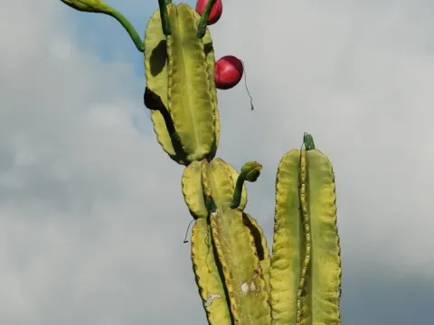 Cereus