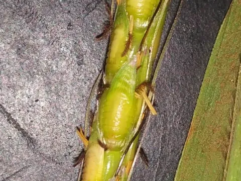 Ischaemum goebelii