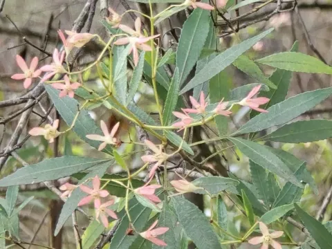 Ceratopetalum
