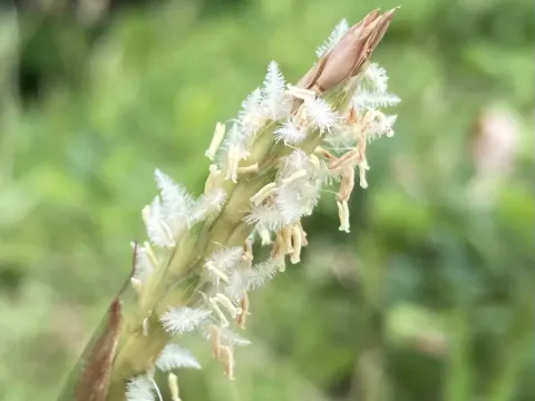 Ischaemum muticum