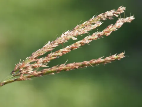 Ишемум многоколосковый