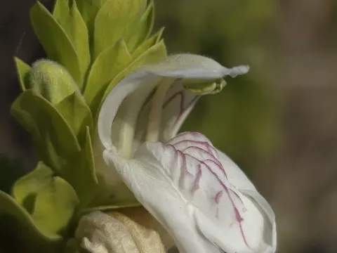 Malabar nut