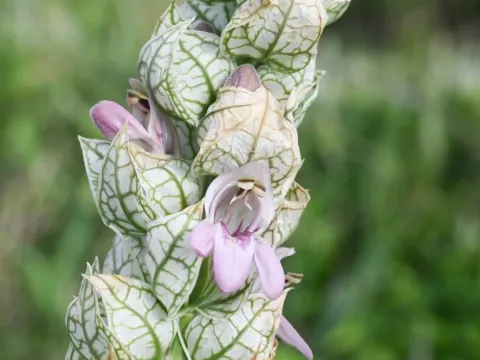 White shrimp plant
