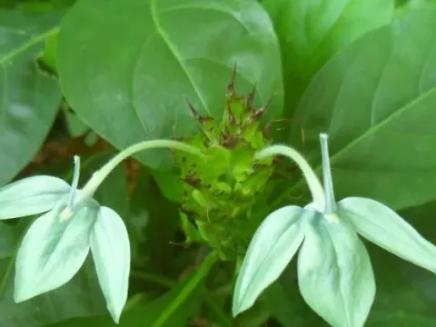 Justicia ecbolium