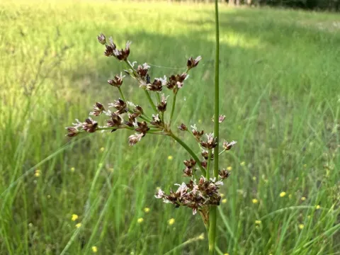 Sharp-flowered rush