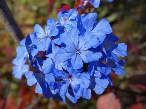 Ceratostigma