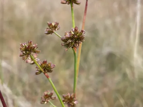 Juncus holoschoenus