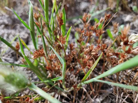 Toad rush
