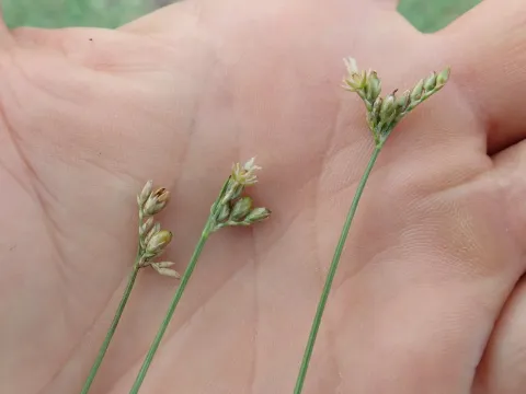 Ситник черепитчатый