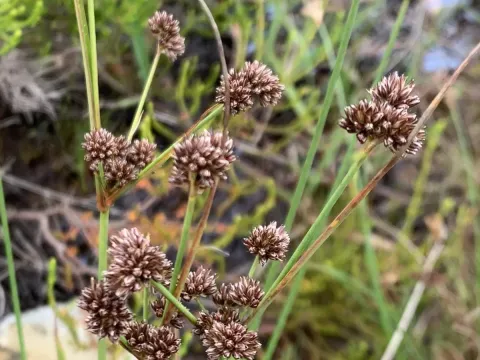 Sharp-fruited rush