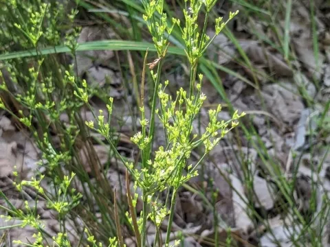 Juncus papillosus