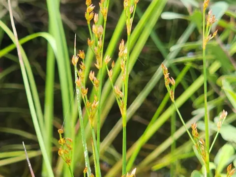 Juncus pelocarpus