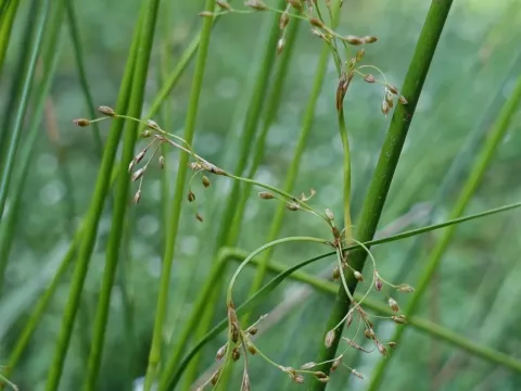 Juncus pauciflorus