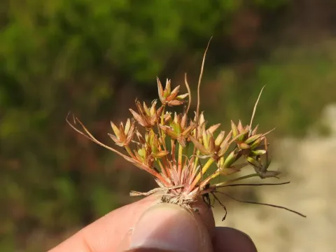 Pygmy rush