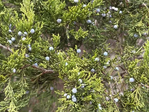 Ashe juniper