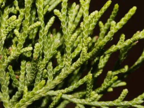 Barbados juniper