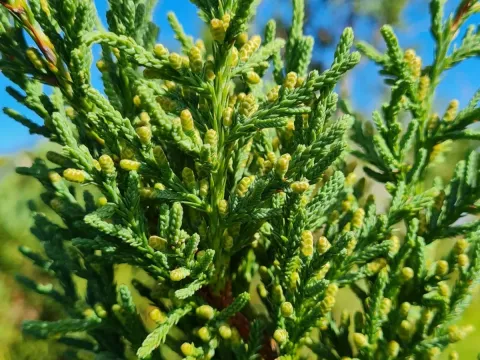 Bermuda juniper