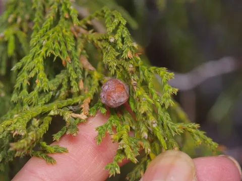 Drooping juniper