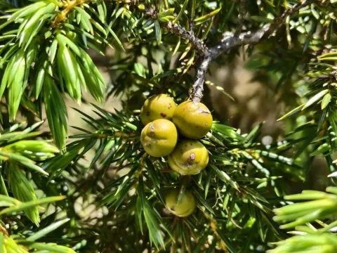 Taiwan juniper