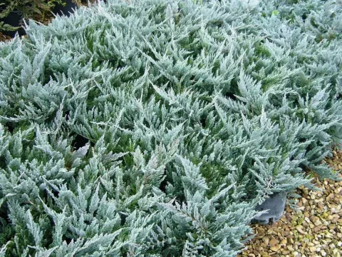 Glaucous juniper