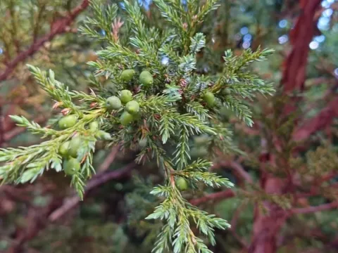 Ялівець ганьсуйський