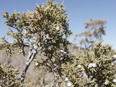 One-seed juniper