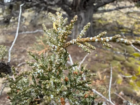Western juniper