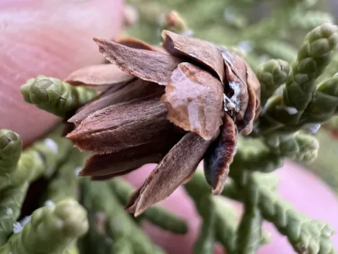 Utah juniper