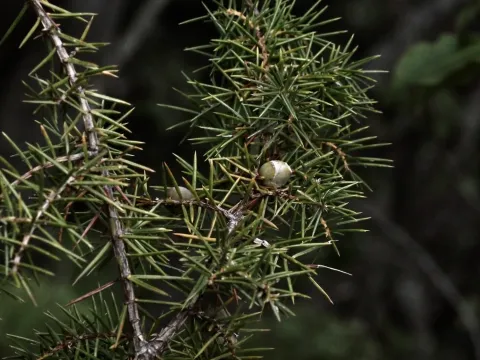Needle juniper