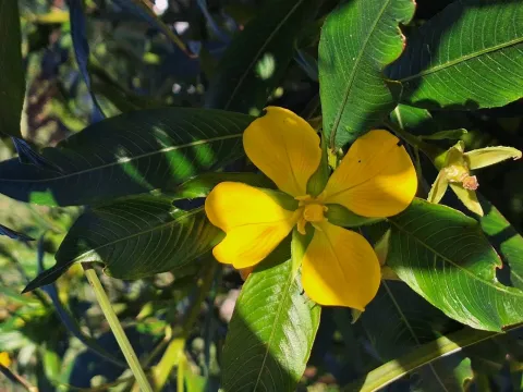 Ludwigia elegans