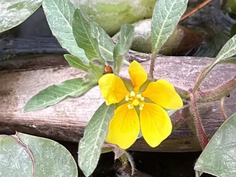 Ludwigia peploides