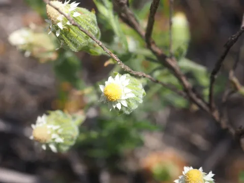 Ixiolaena