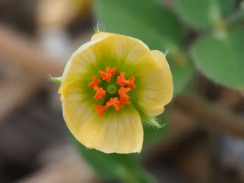 Калльстремія