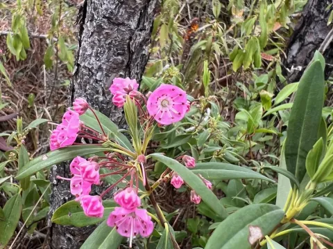 Carolina laurel