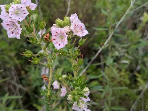 Hairy laurel