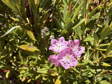 Bog laurel