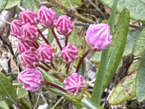 Bog laurel